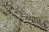 Archimedes Screw Bryozoan Fossils - Illinois #240551-2